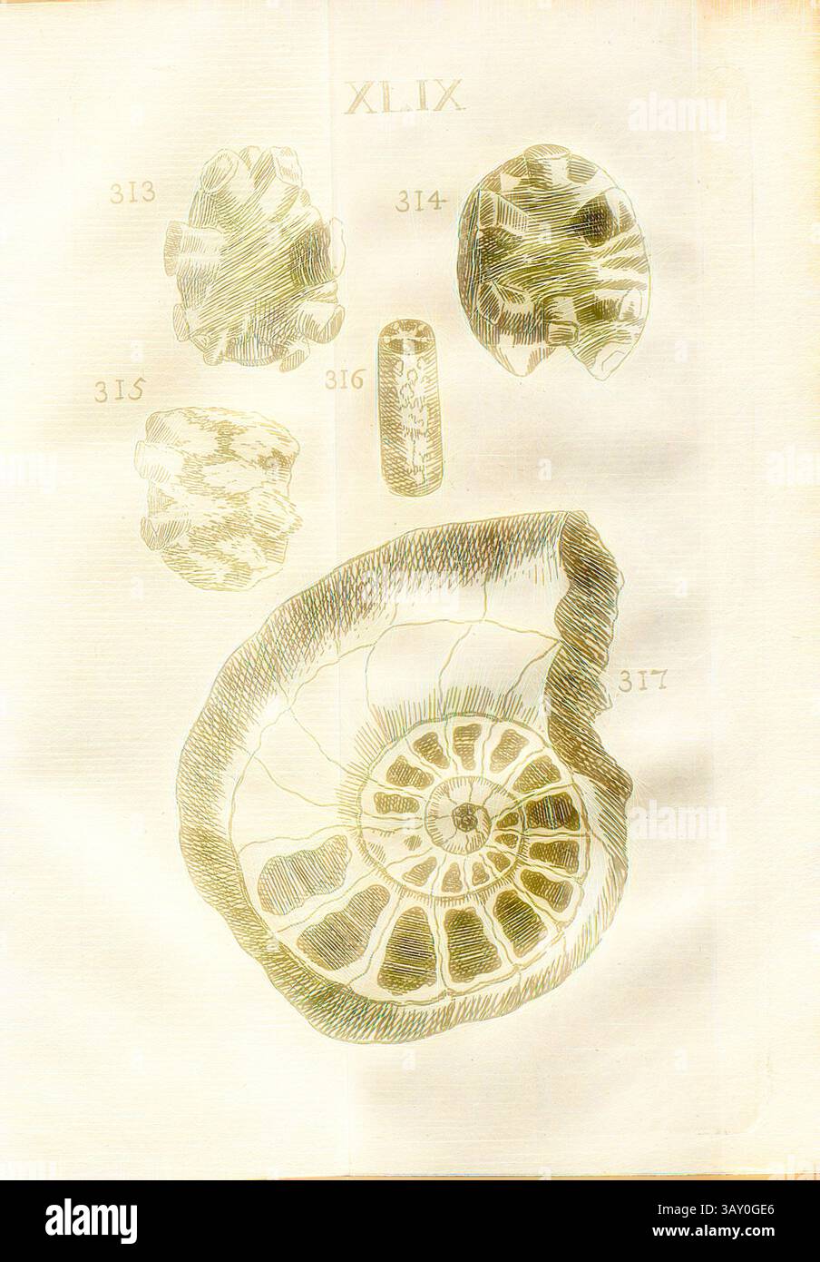 Spondylolites in ammonites hi-res stock photography and images - Alamy