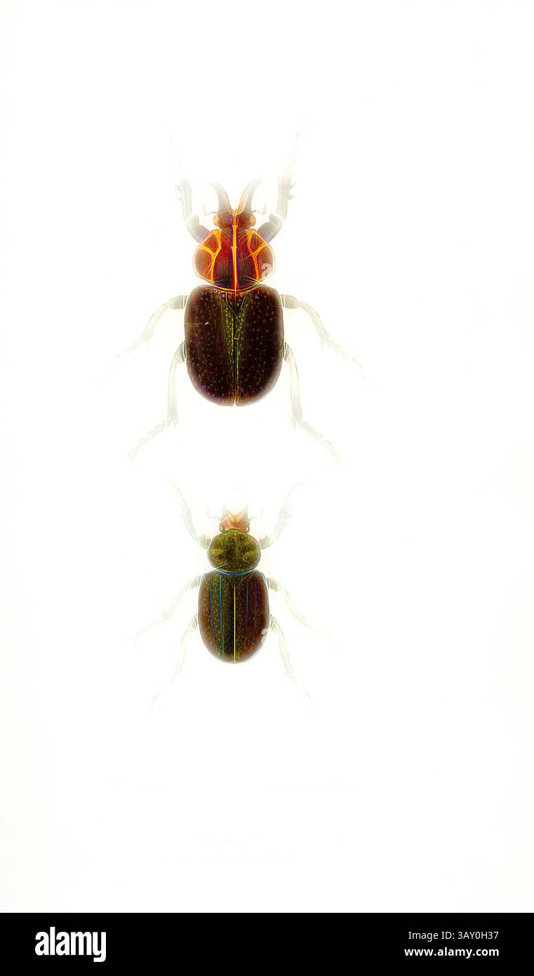 Lower beetle displays hi-res stock photography and images - Alamy