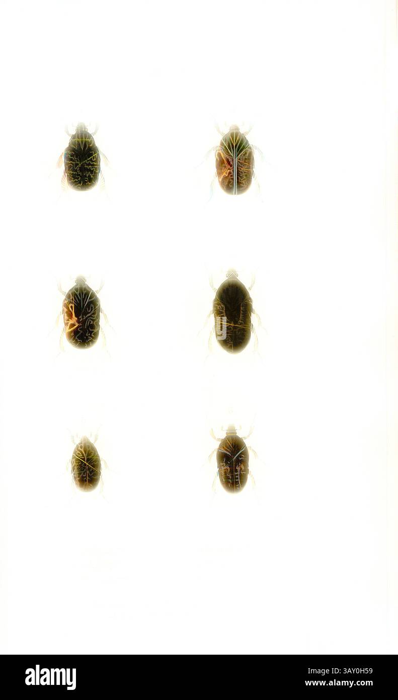 Vertical Insects Collection of six intricately detailed insects hi-res stock photography ...