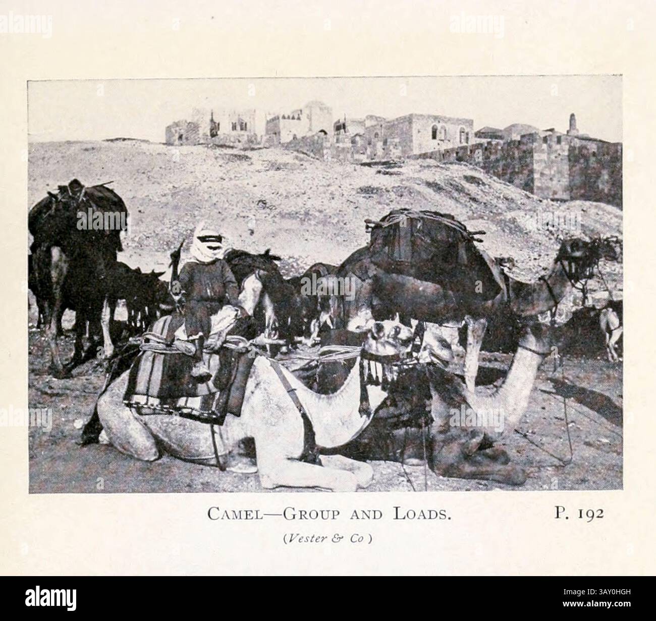 Camels from Orientalisms in Bible Lands by EDWIN WILBUR RICE, D. D ...