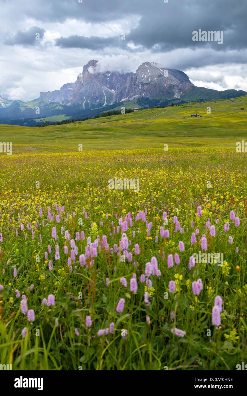 View of the Alpe di Siusi/Seiser Alm. Castelrotto, South Tyrol, Trentino Alto Adige, Italy, Europe. Stock Photo