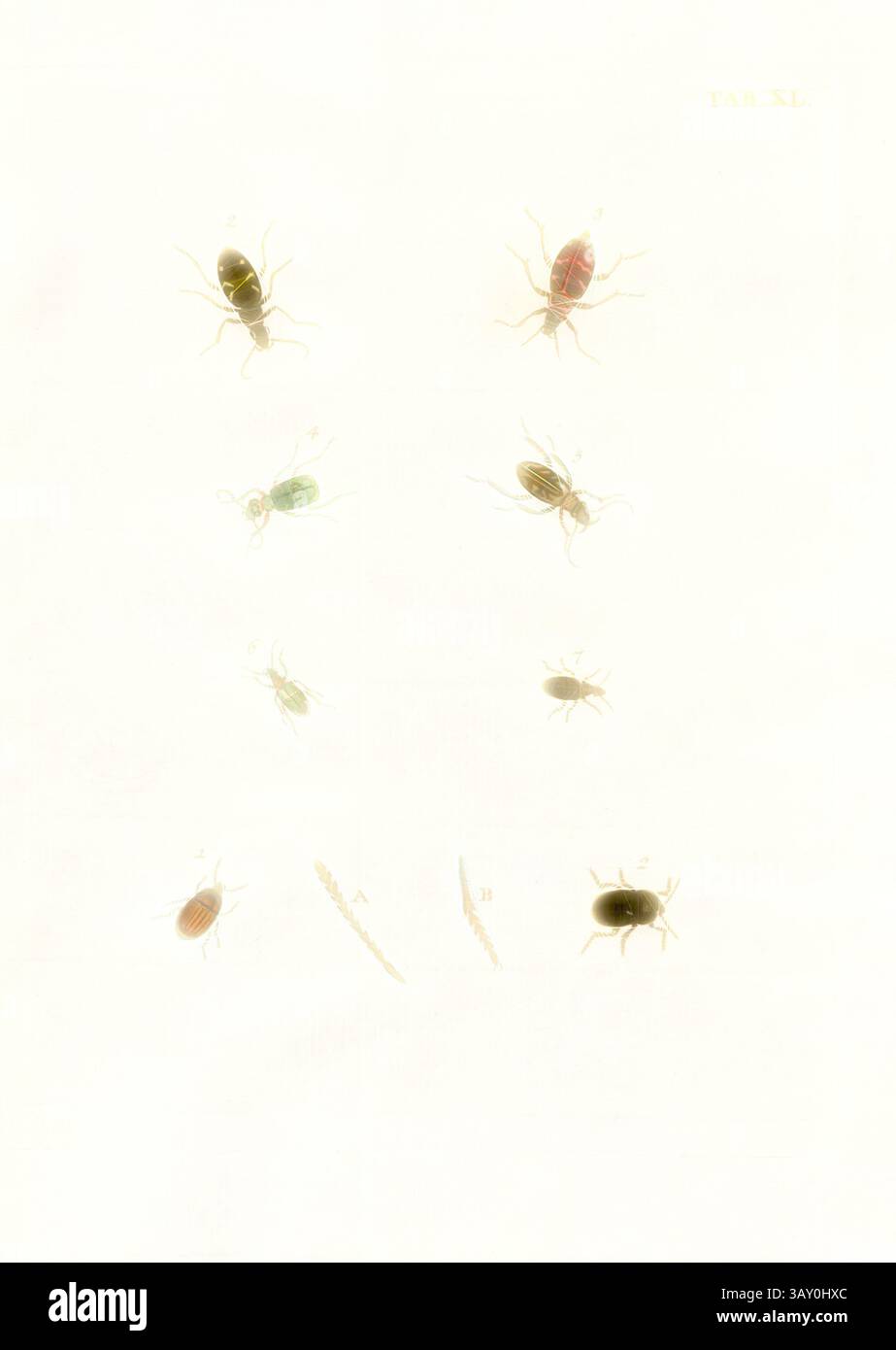 Carrion Inset A collection of various insect specimens, each displaying distinct ...