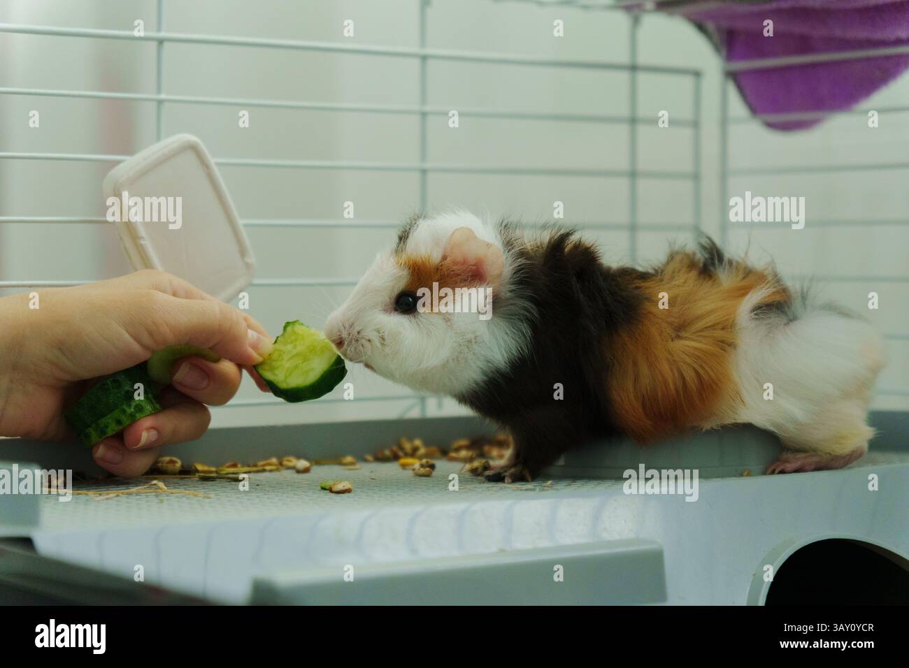 Gentle hand offers a crisp slice of cucumber, the inquisitive guinea ...
