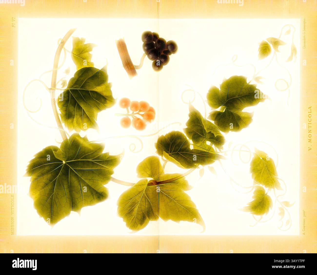 Delicate arrangement of vibrant grapevines hi-res stock photography and ...
