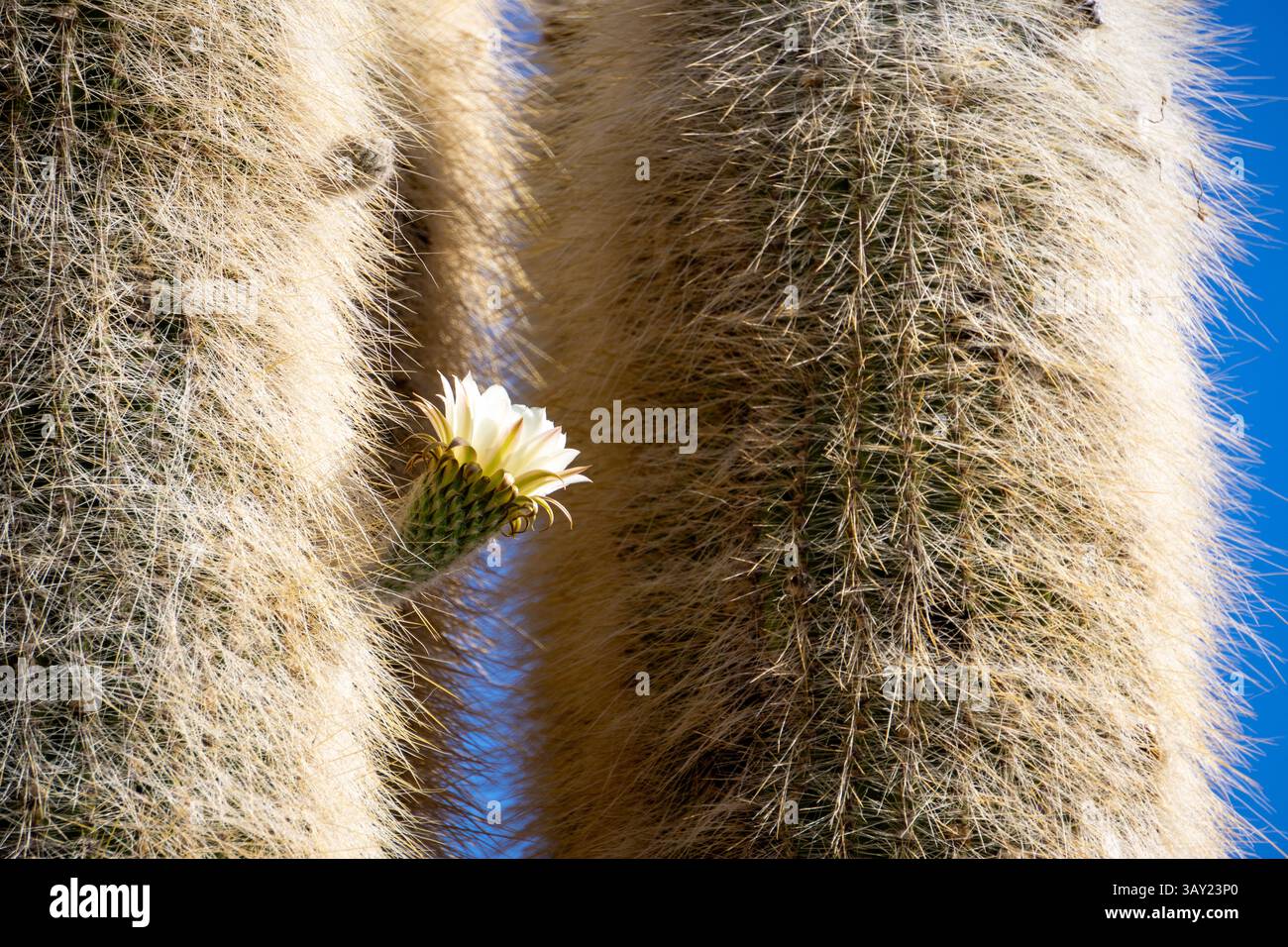 Macro View of White Yellowish Flower on Giant Cactus of Isla Incahuasi in Salar de Uyuni, Bolivia Stock Photo