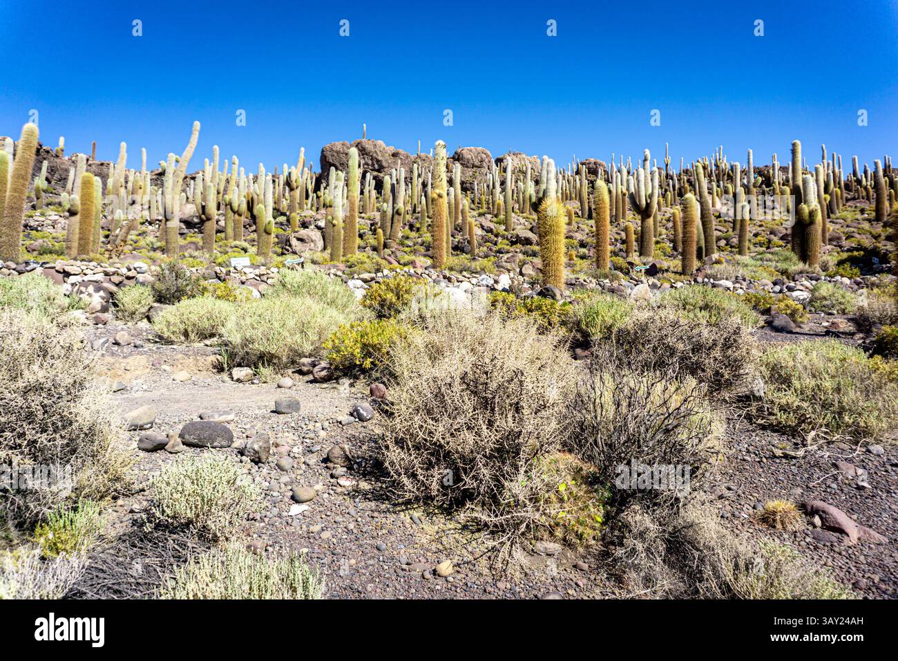 Close-up View of Isla Incahuasi in Salar de Uyuni with Countless Giant Cacti and Vast Desert Landscape Stock Photo