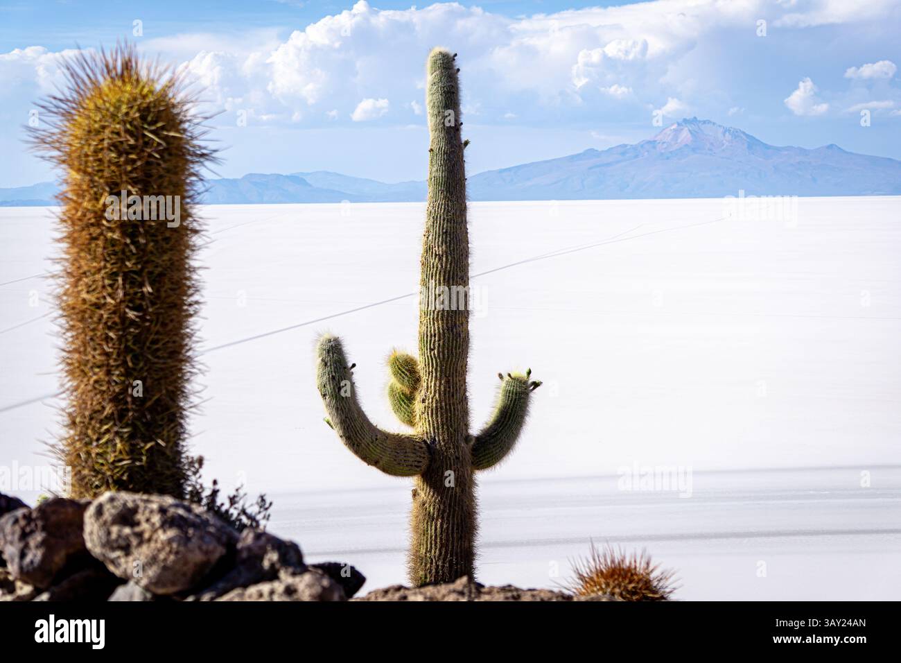 Scenic View of Isla Incahuasi in Salar de Uyuni Featuring Tall Cactus and the Vast Salt Flat with Blue Sky Stock Photo