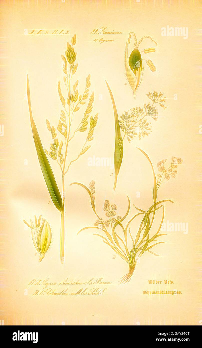 A botanical illustration featuring various stages of a grass plant ...
