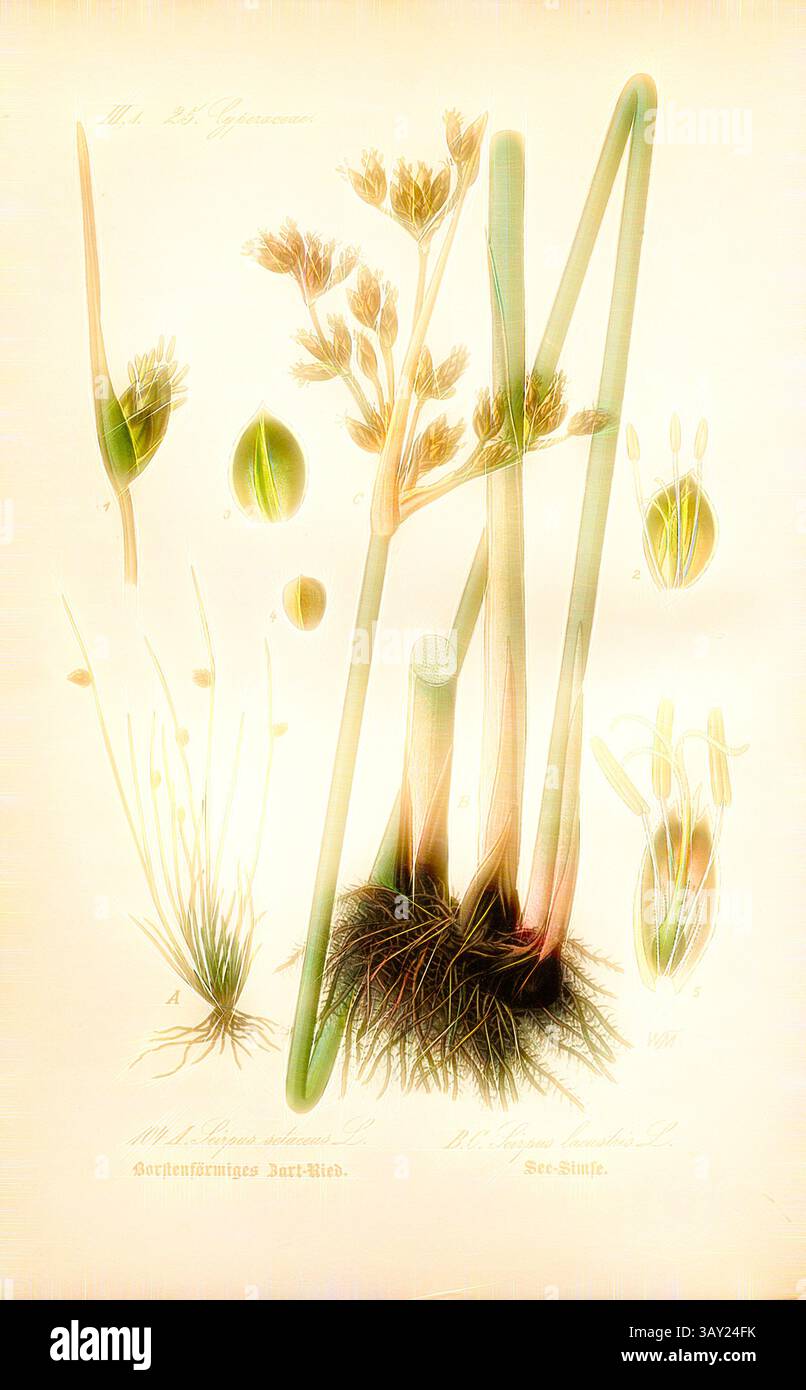 Bristle shaped tender reed hi-res stock photography and images - Alamy