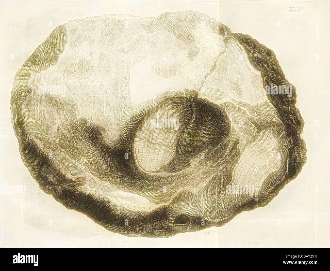 A detailed illustration of a seashell, showcasing intricate textures ...