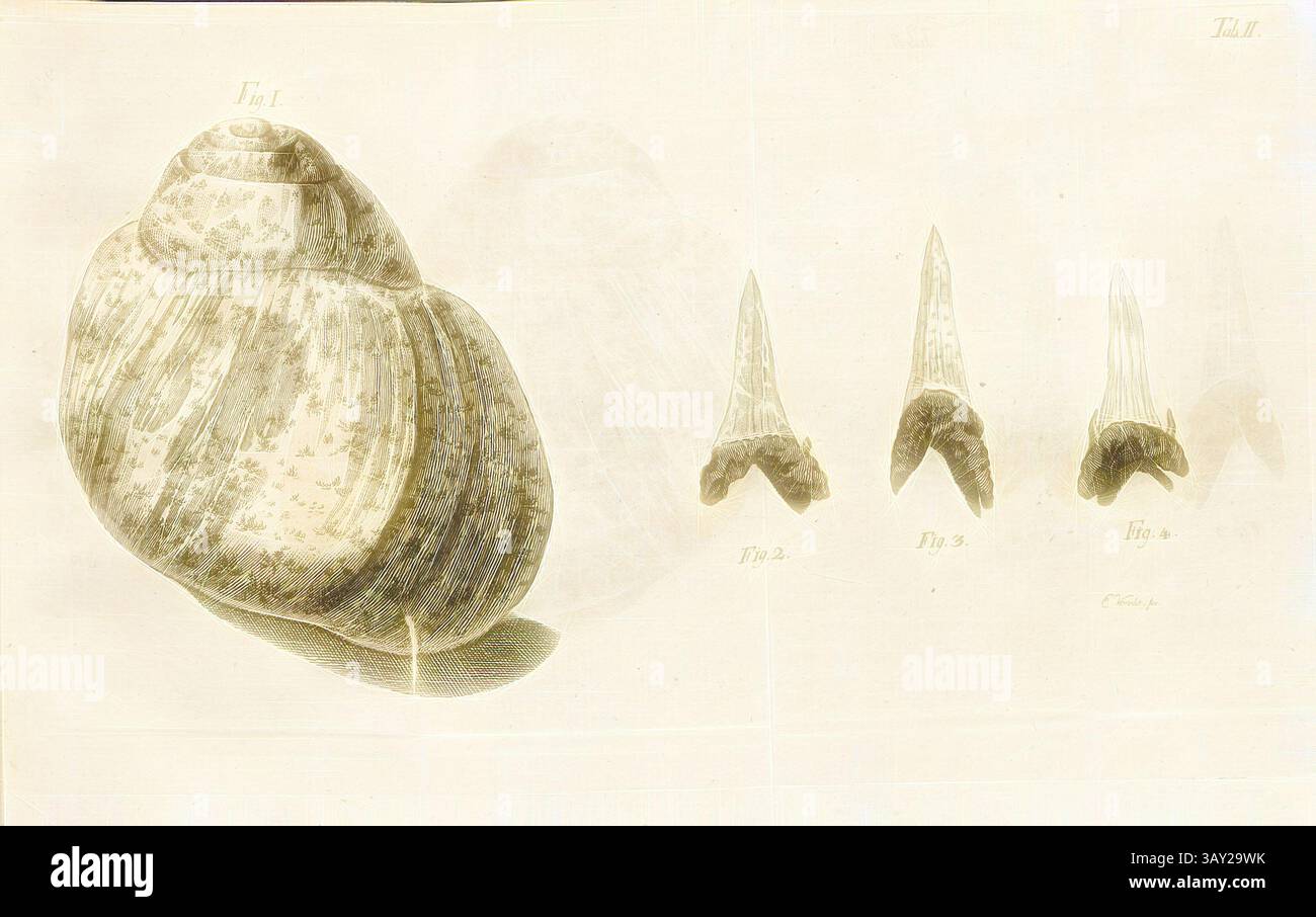 Shell Observations Featuring distinct shell patterns hi-res stock photography and images ...