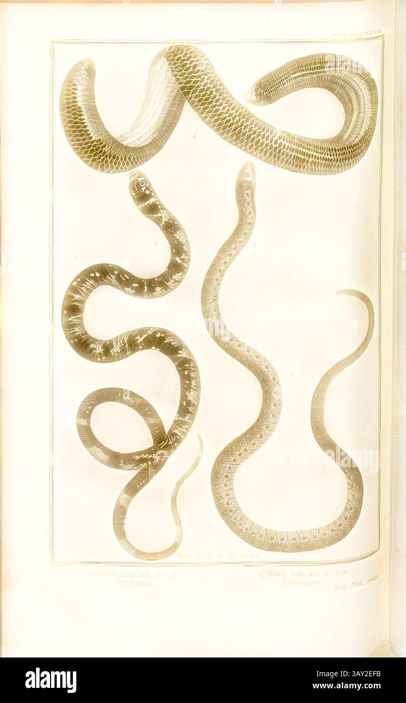 Diversity of serpentine forms hi-res stock photography and images - Alamy