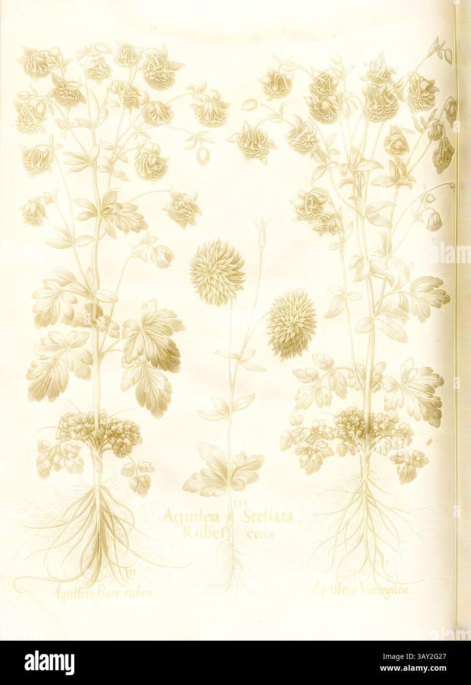A detailed botanical illustration showcasing two distinct plant species ...