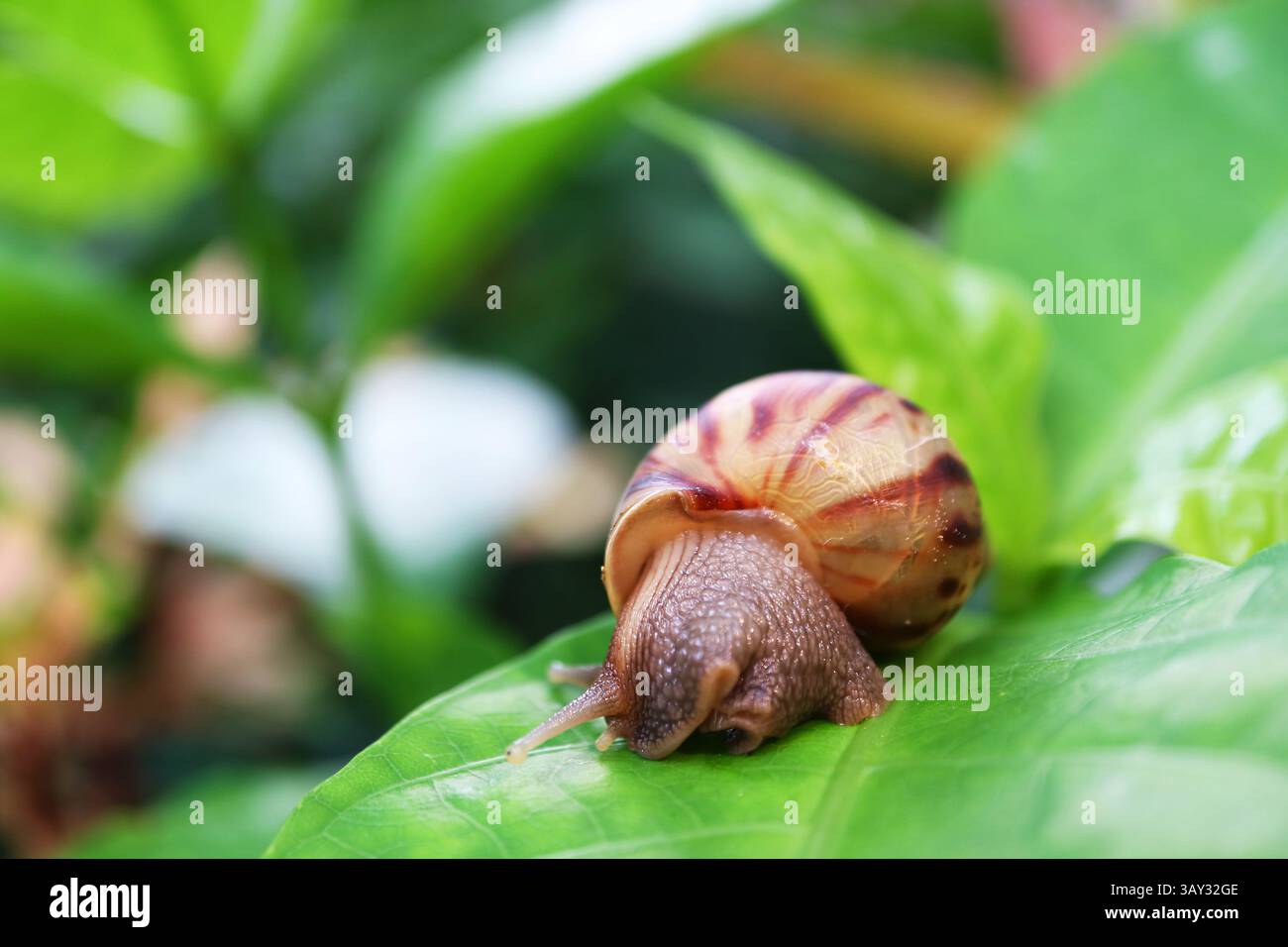 Closeup of a Brown Striped Shell Snail Crawling on Vibrant Green Leaf Stock Photo