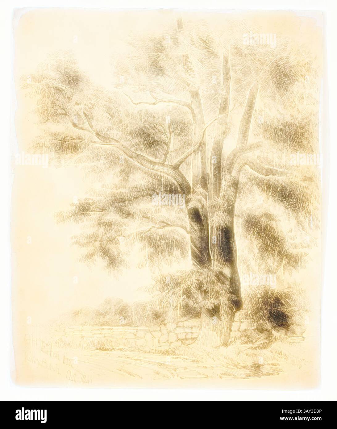 A towering tree stands prominently, its branches reaching outward and ...