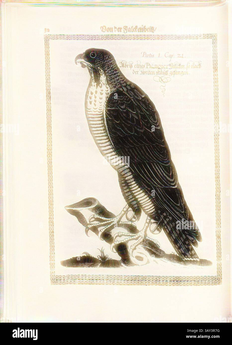 A detailed illustration of a falcon perched on a rock, showcasing its ...