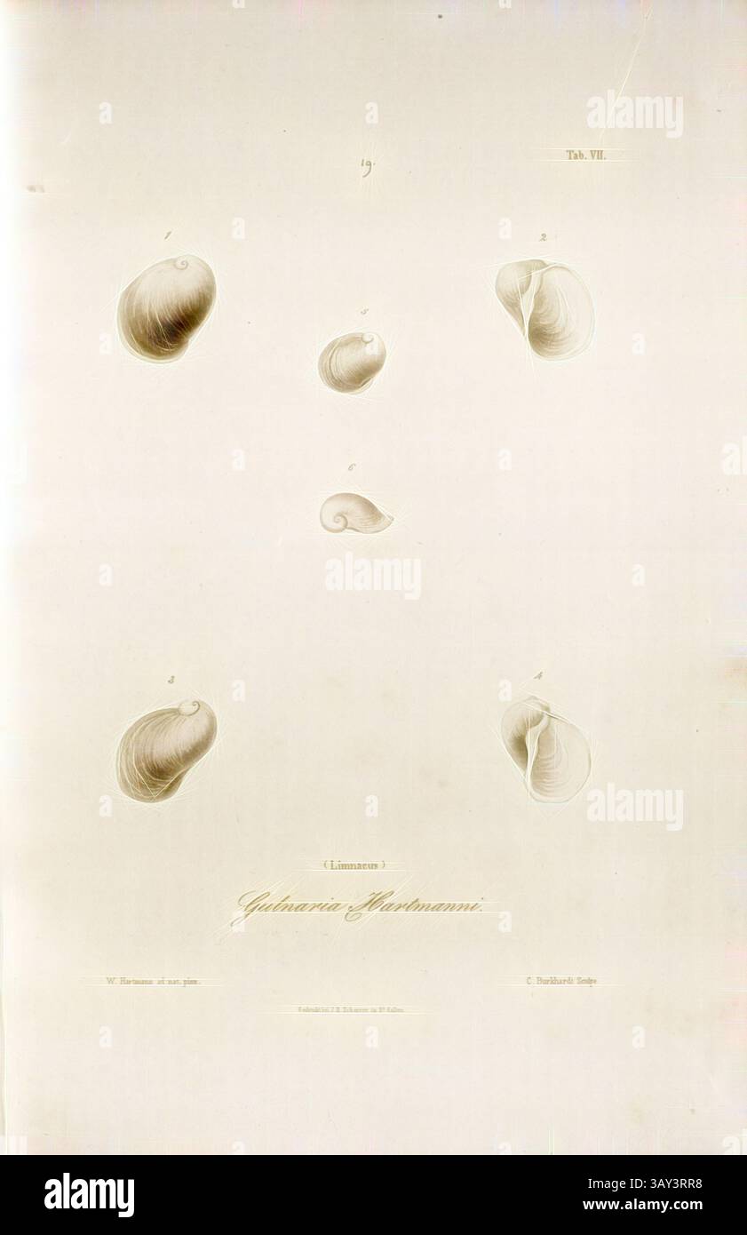 Various shell specimens labeled hi-res stock photography and images - Alamy