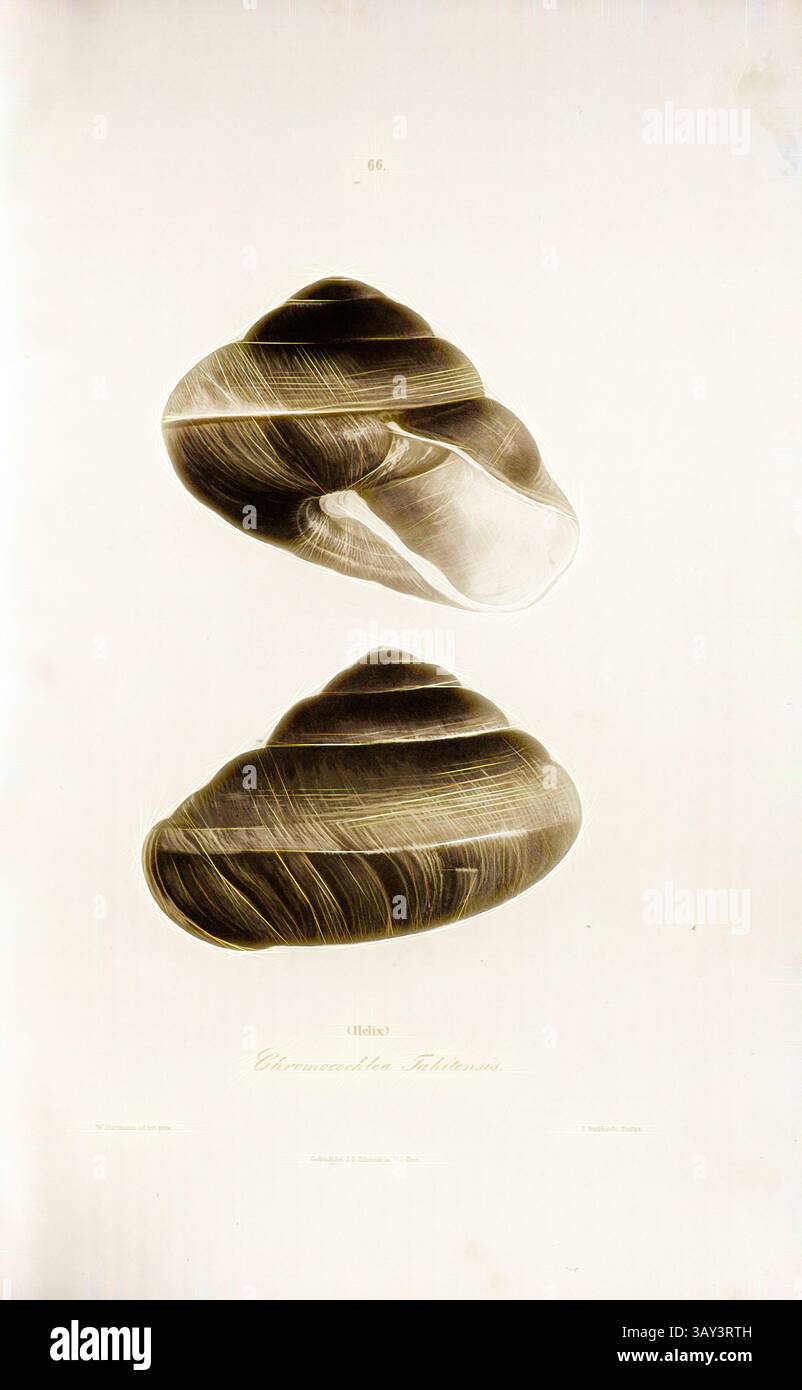 Clam Shell Shapes Detailed illustration of two clam shells hi-res stock photography and ...