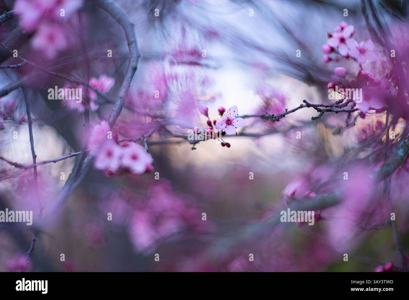 A dreamy cherry blossom branch with blooming pink flowers, captured in ...