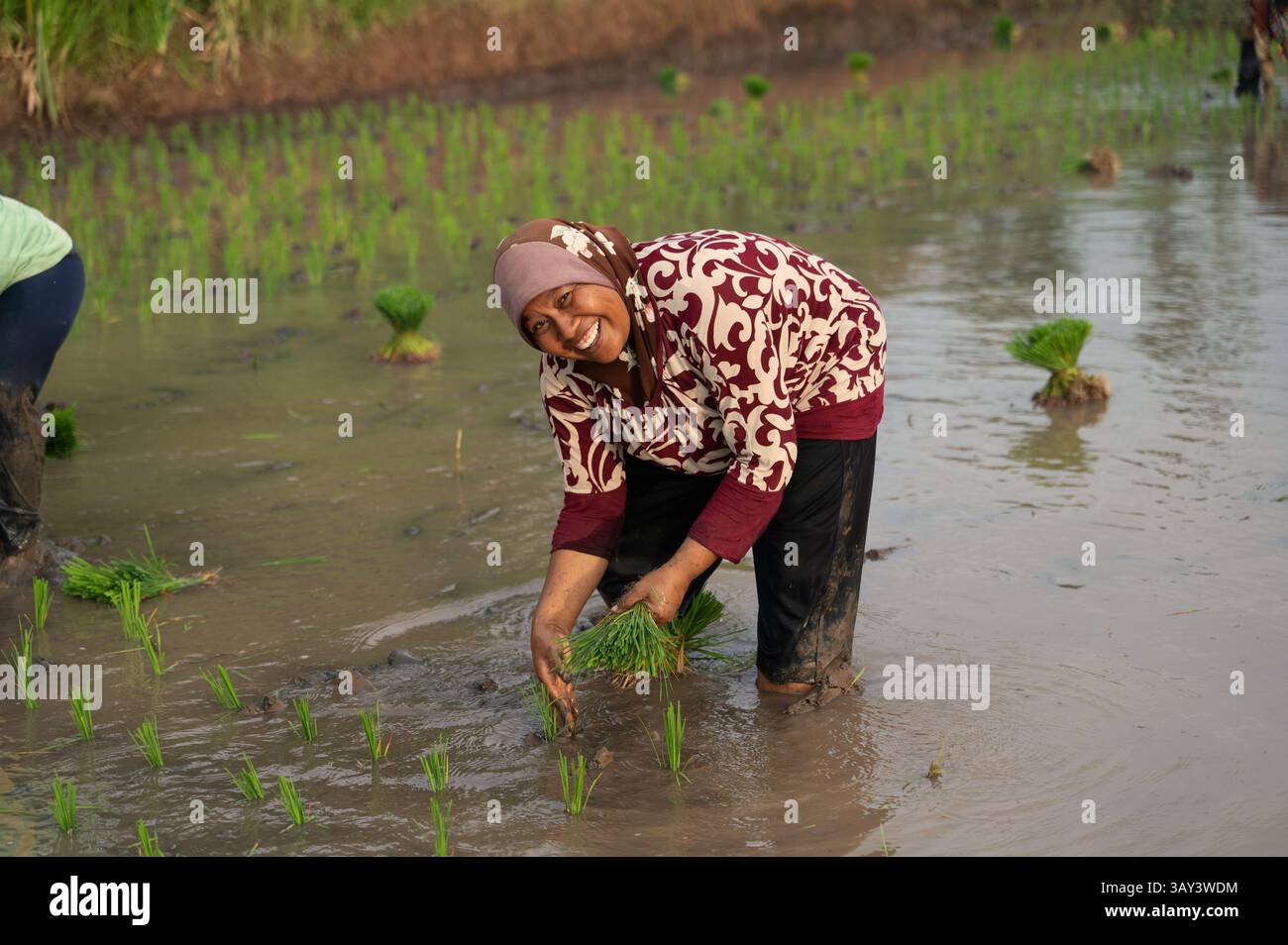 A joyful Indonesian farmer planting rice seedlings in a lush paddy ...