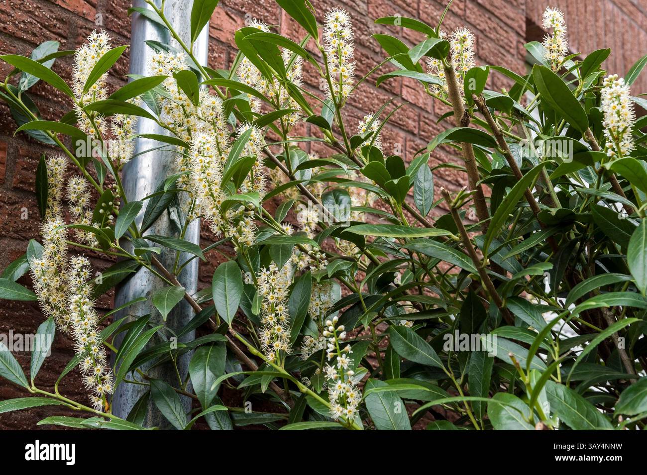 Hecke pflanzen planting a hedge hi-res stock photography and images - Alamy
