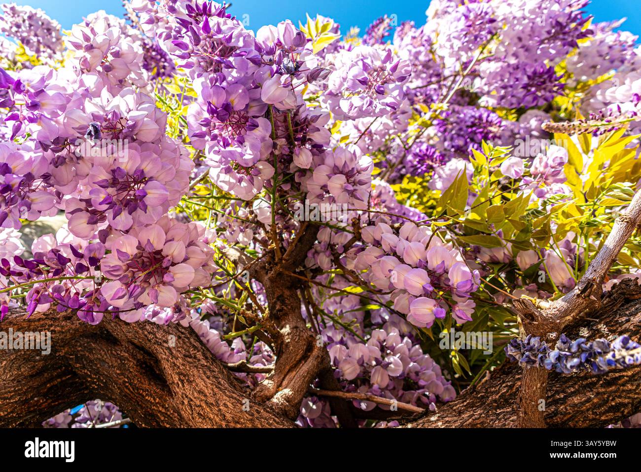 Close-up of vibrant purple blossoms in Florence, Italy, captured during springtime. Stock Photo
