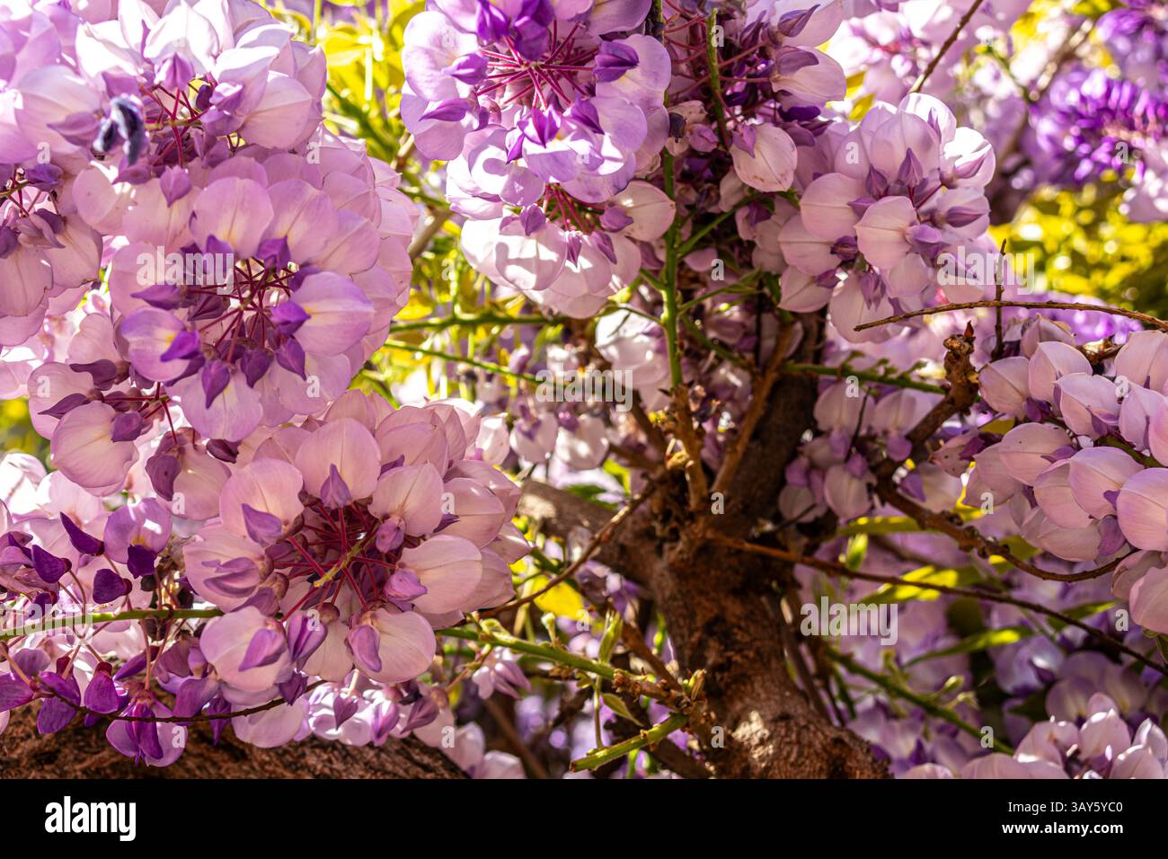 Close-up of vibrant purple blossoms in Florence, Italy, captured during springtime. Stock Photo