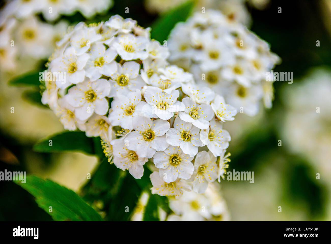 Close-up of delicate white flowers blooming in Florence, Italy. Nature’s gentle textures and spring tones are captured in full detail. Stock Photo