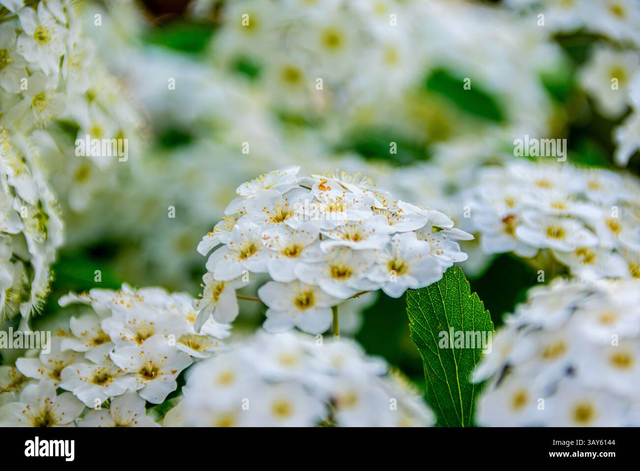 Close-up of delicate white flowers blooming in Florence, Italy. Nature’s gentle textures and spring tones are captured in full detail. Stock Photo