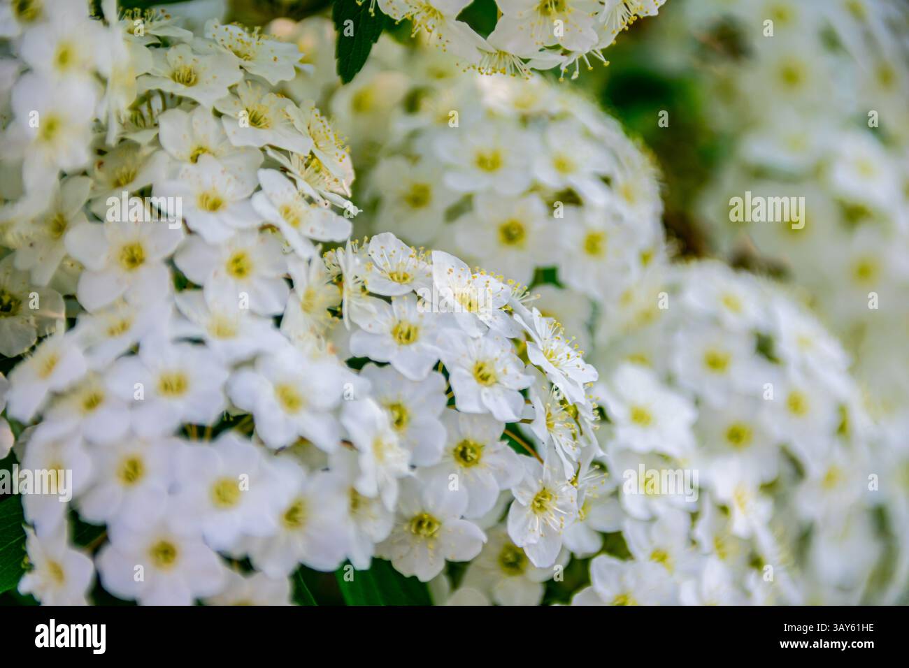 Close-up of delicate white flowers blooming in Florence, Italy. Nature’s gentle textures and spring tones are captured in full detail. Stock Photo