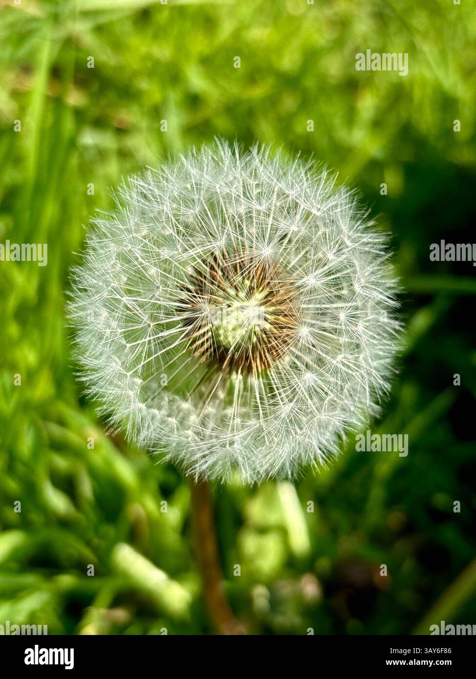 Dandelion flower seedhead - Smartphone Captured Stock Image