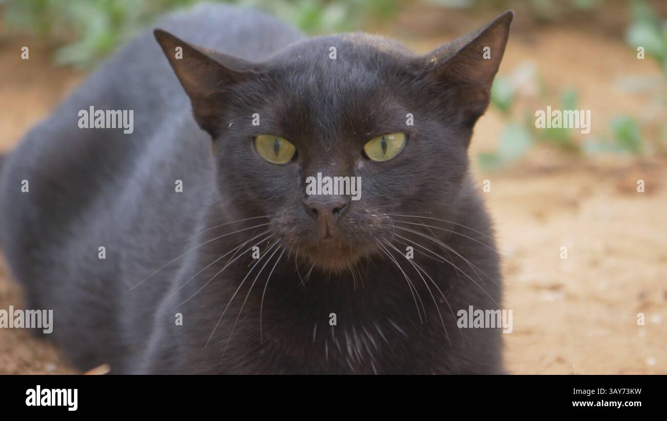 A black cat rests in Nissaki, Corfu Stock Photo