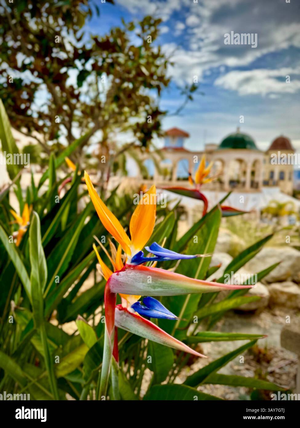 This captivating image features a Bird of Paradise flower in full bloom, showcasing its vibrant yellow, orange, and blue colors against a lush green b - Smartphone Captured Stock Image This captivating image features a Bird of Paradise flower in full bloom, showcasing its vibrant yellow, orange, and blue colors against a lush green b - Smartphone Captured Stock Image
