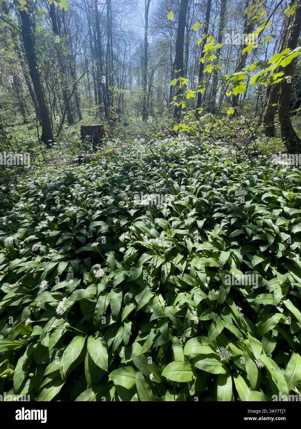 Wild garlic in profusion, Forest of Dean, Gloucestershire. UK - Smartphone Captured Stock Image Wild garlic in profusion, Forest of Dean, Gloucestershire. UK - Smartphone Captured Stock Image