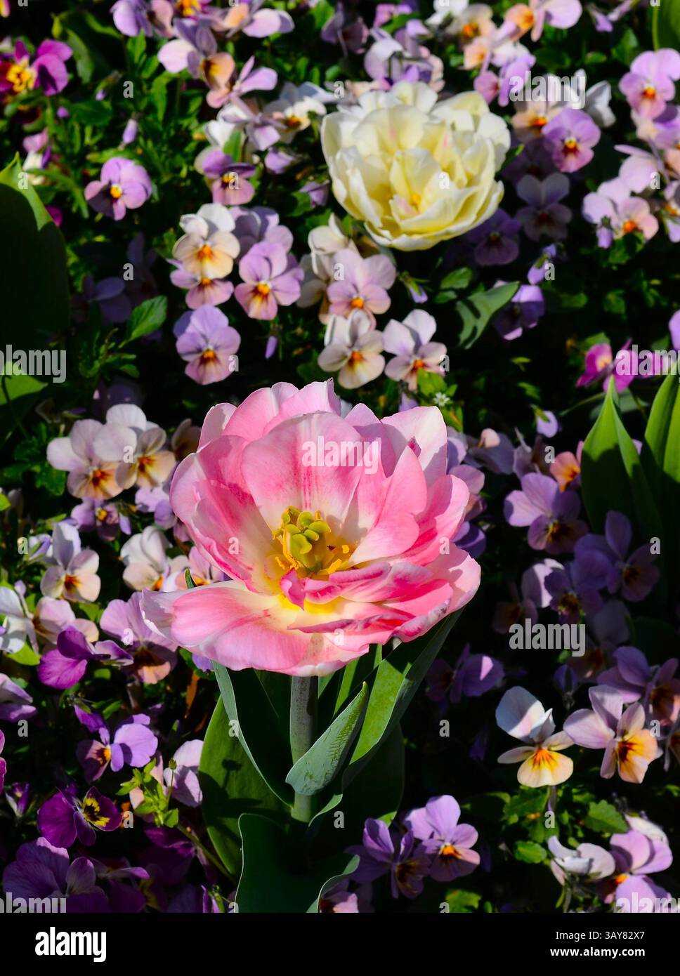 Wonderful Easter Tulips Stock Photo