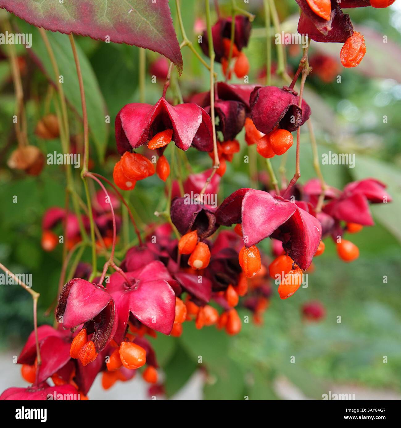 red berry christmas plant 16 UV Resistant Artificial Holly Berry Christmas Plant (Indoor/Outdoo   Nearly Natural