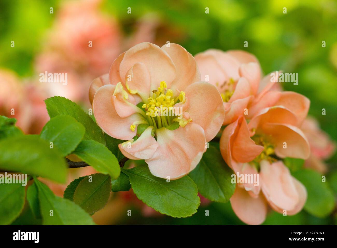 chaenomeles-speciosa-geisha-girl-flowering-quince-displaying