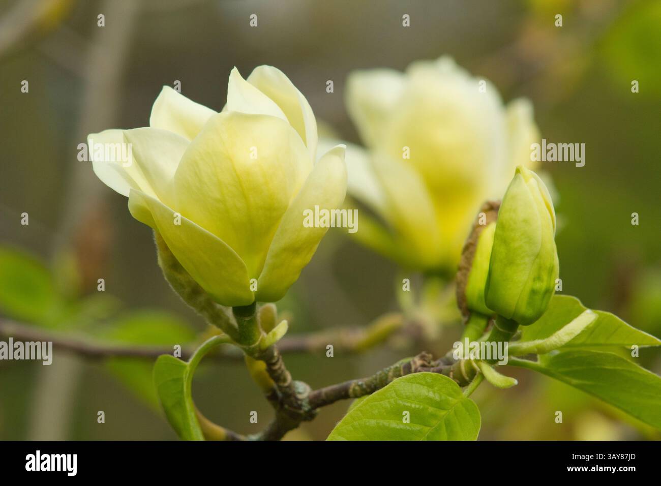 Yellow magnolia hi-res stock photography and images - Alamy