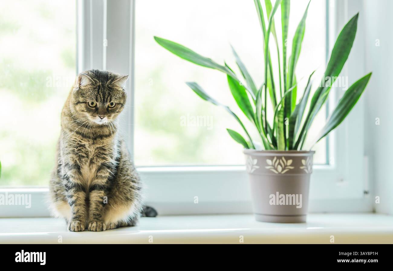 Sansevieria (snake plant) hi-res stock photography and images - Alamy