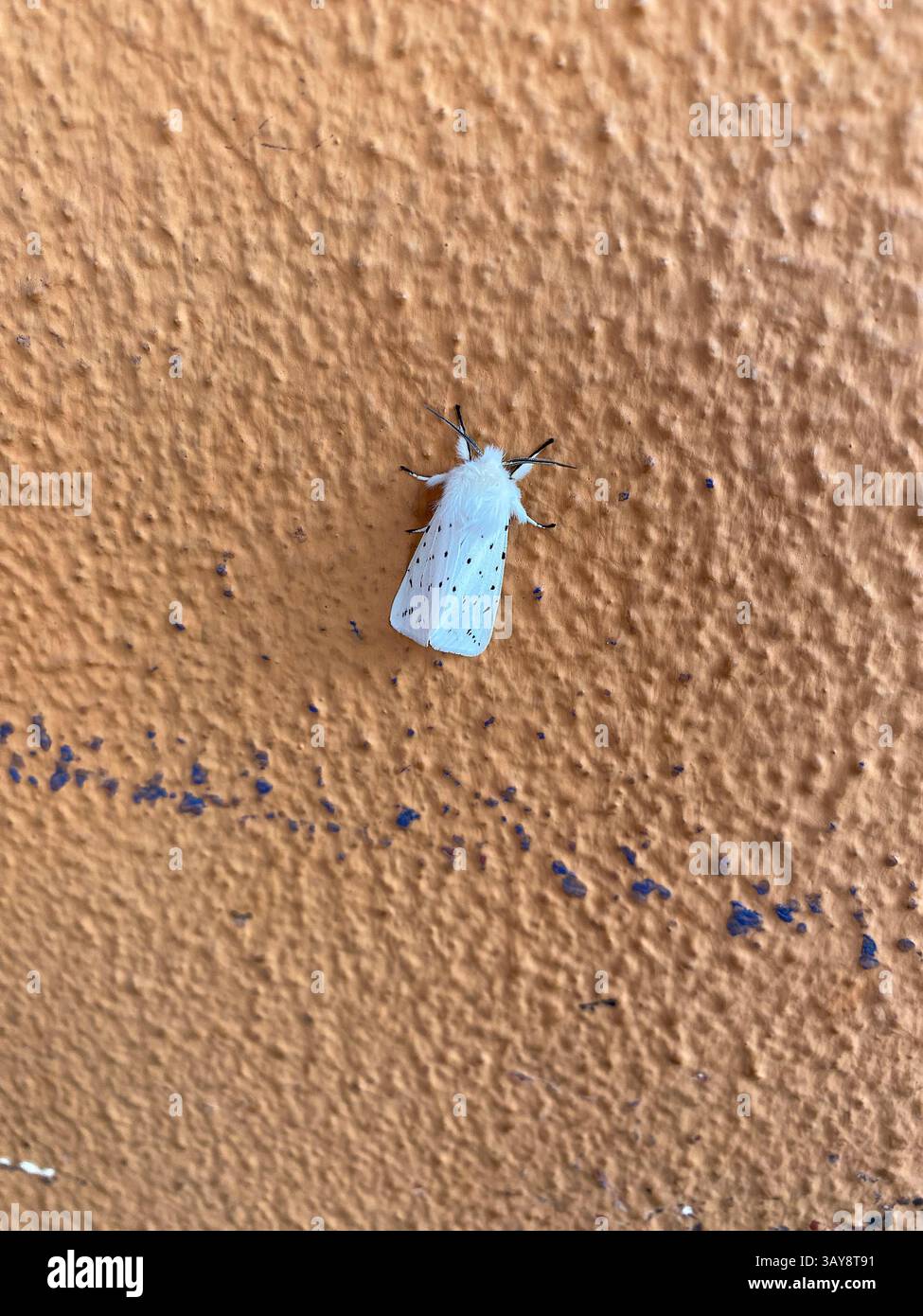 Close-up of a white moth with black spots resting on a textured orange wall, showcasing nature's detail. - Smartphone Captured Stock Image