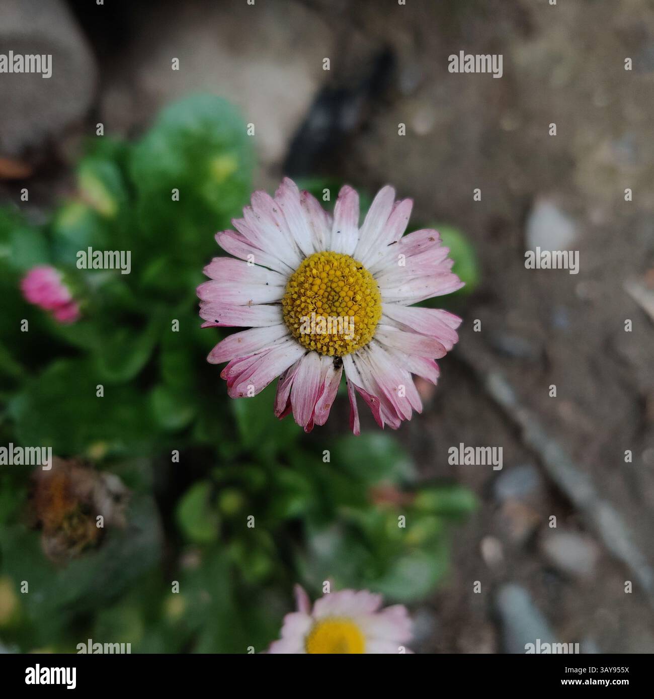pink daisy flower - Smartphone Captured Stock Image
