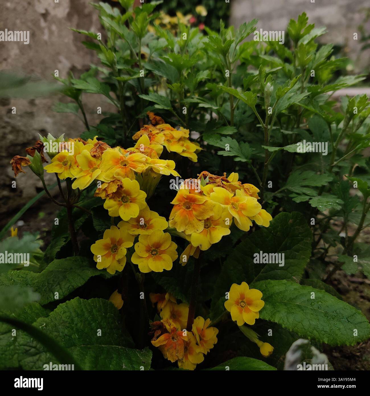 yellow maple leaves - Smartphone Captured Stock Image