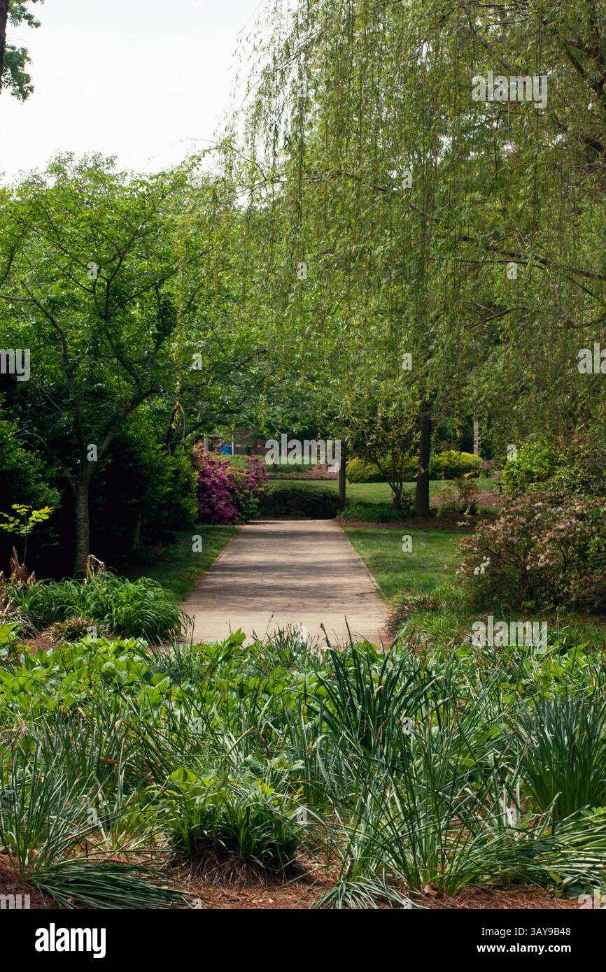 Landscape park walkway with lush green trees Stock Photo - Alamy