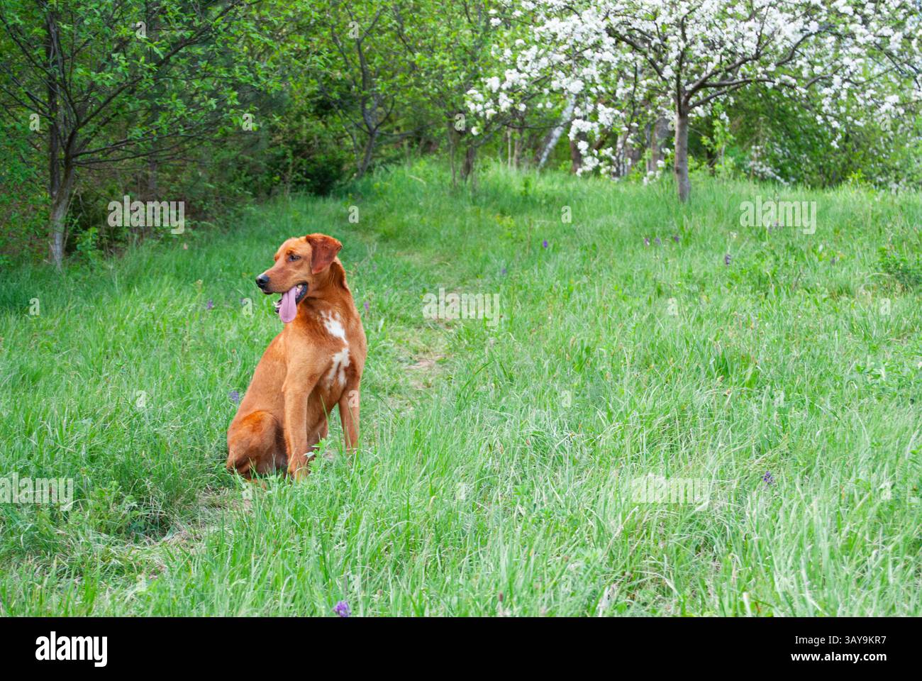 Cheerful red Labrador standing proudly in a lush green field Stock ...