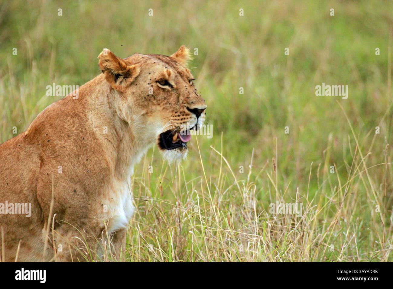 African Lion female, Masai Mara National Reserve, Kenya Stock Photo - Alamy