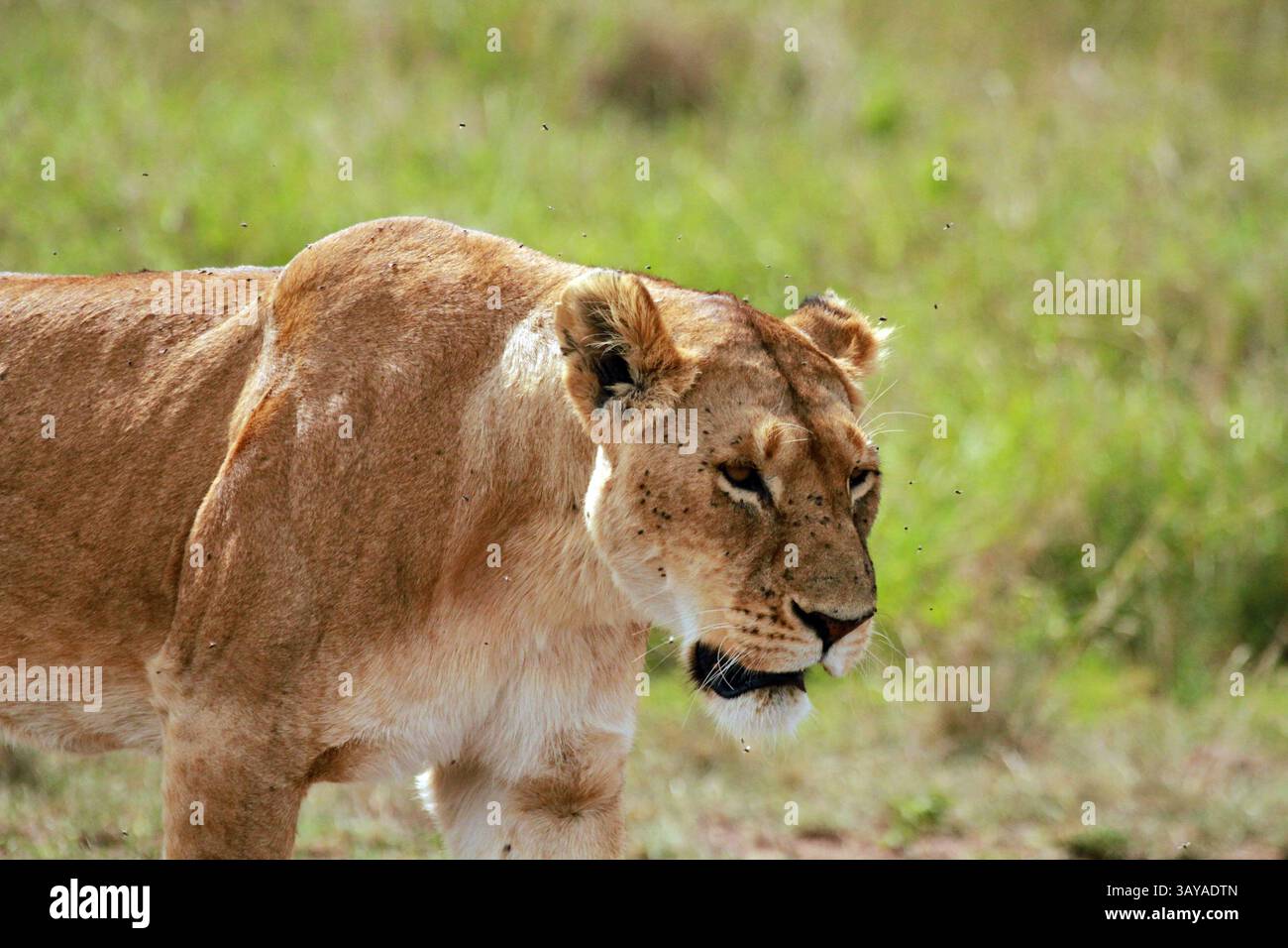 African Lion female, Masai Mara National Reserve, Kenya Stock Photo - Alamy