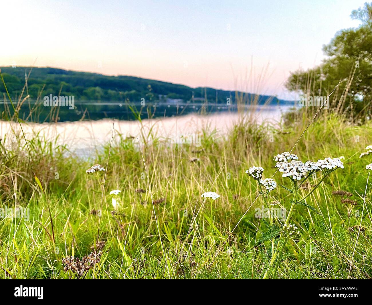 This image captures delicate white wildflowers growing on the grassy edge of a peaceful lake during sunset. The scene conveys tranquility and natural - Smartphone Captured Stock Image