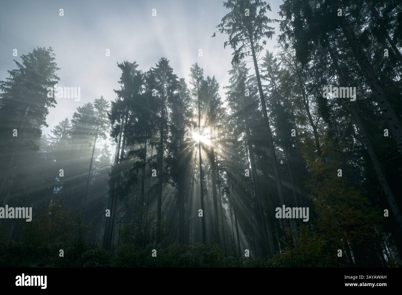 Sun shining through trees in a forest (backlight) Stock Photo