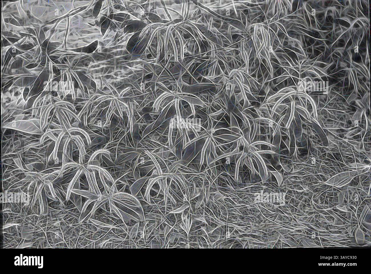 Variety of intricate leaf shapes hi-res stock photography and images ...