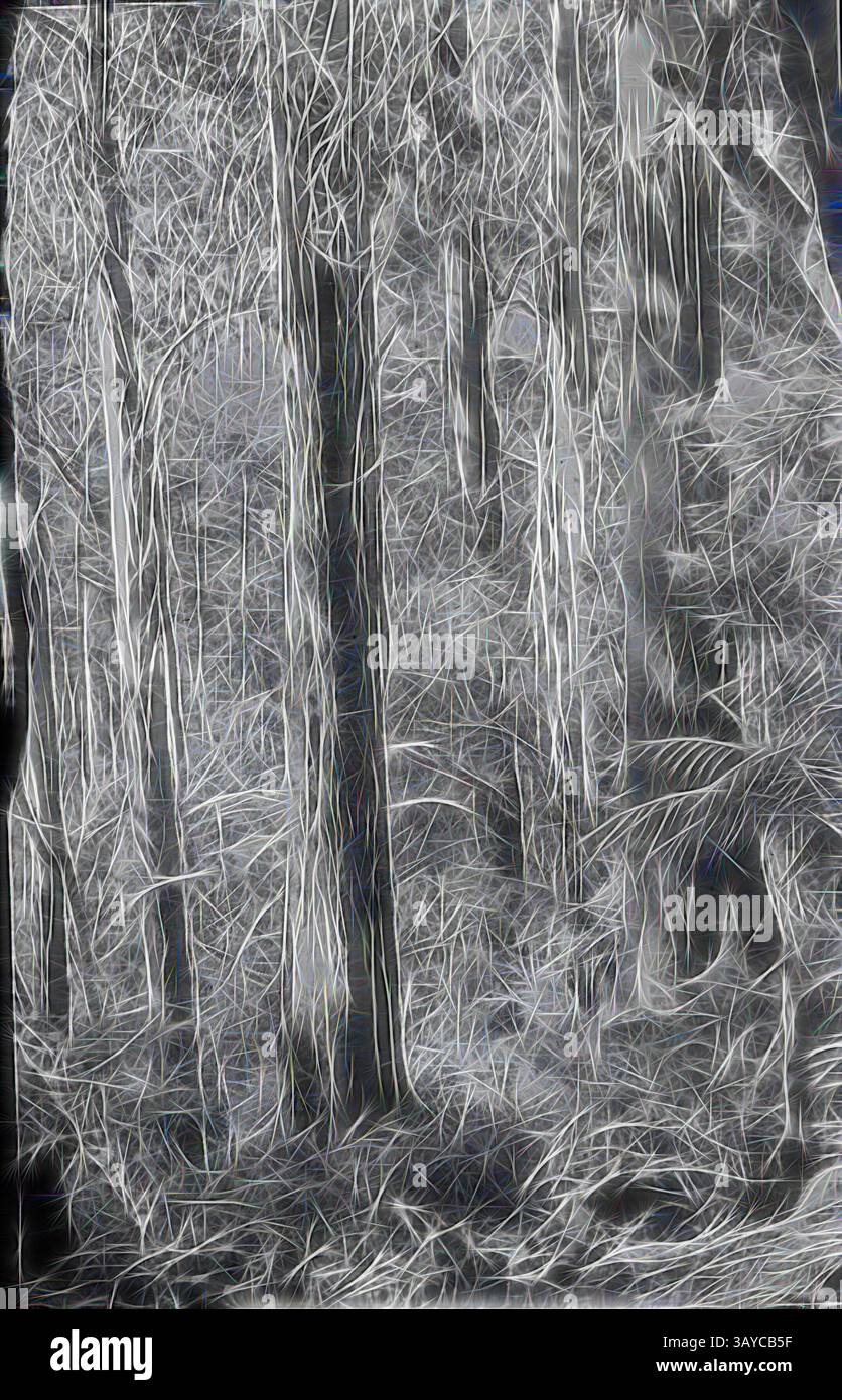 A dense forest scene featuring tall, slender trees shrouded in a web of intricate lines and textures, creating a sense of depth and mystery within the woodland., Lantern Slide - Hardys Creek, Victoria, Jan 1944, Black and white image of early morning sunlight streaming through tall trees in the Hardys Creek area of Victoria, photographed by A.G. Campbell, son of A.J. Campbell. This is one of many glass lantern slides that form the A.J. Campbell Collection held by Museums Victoria., Classic art with a modern twist reimagined by Artotop Stock Photo